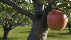 Challengers (1991) - jogo do gênero Coleção