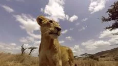 Virry VR: Feel the Wild - jogo do gênero Realidade Virtual (VR)