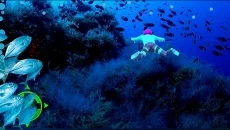 SpongeBob SquarePants: Battle for Bikini Bottom - Rehydrated é semelhante a SpongeBob SquarePants: Battle for Bikini Bottom - Rehydrated