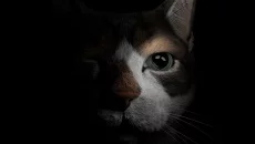 The First Tree é semelhante a The First Tree