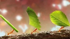 Infinity Kingdom é semelhante a Infinity Kingdom