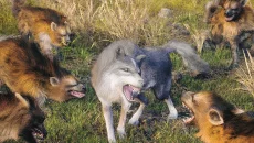 Wild Wolf Game - jogo do gênero Mundo aberto