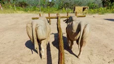 Ancient Farm - jogo do gênero Caixa de areia