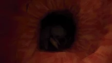 Revenge Of The Colon - jogo do gênero Old school