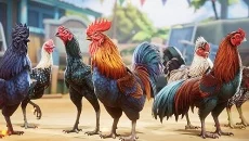 Rooster Fights - jogo do gênero Luta