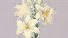 Plants Huddled Together